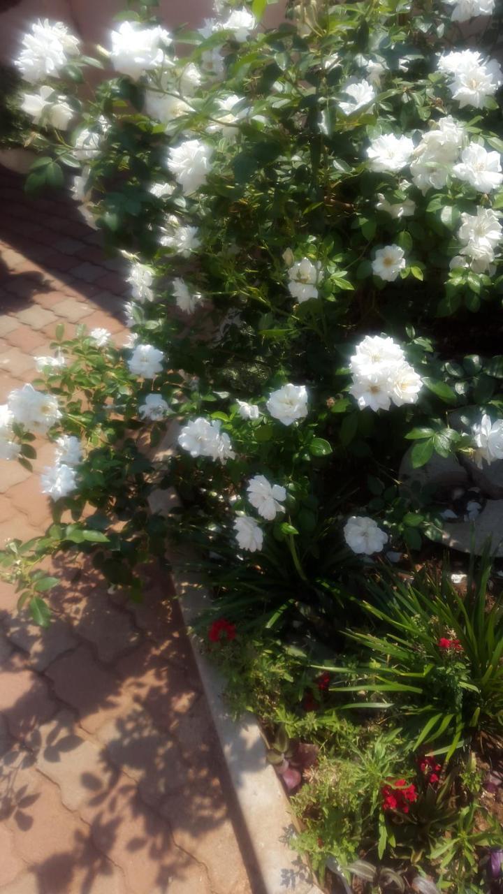 Tintech Bed & Breakfast Francistown Eksteriør bilde
